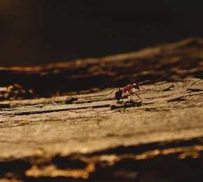 ant-4155225_1920-290x260